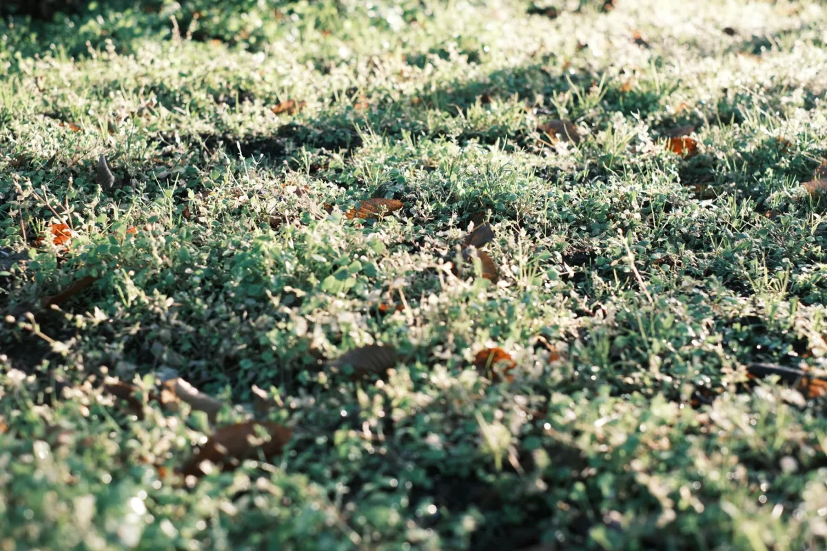 Close-up of healthy green turf grass with shallow roots in soil