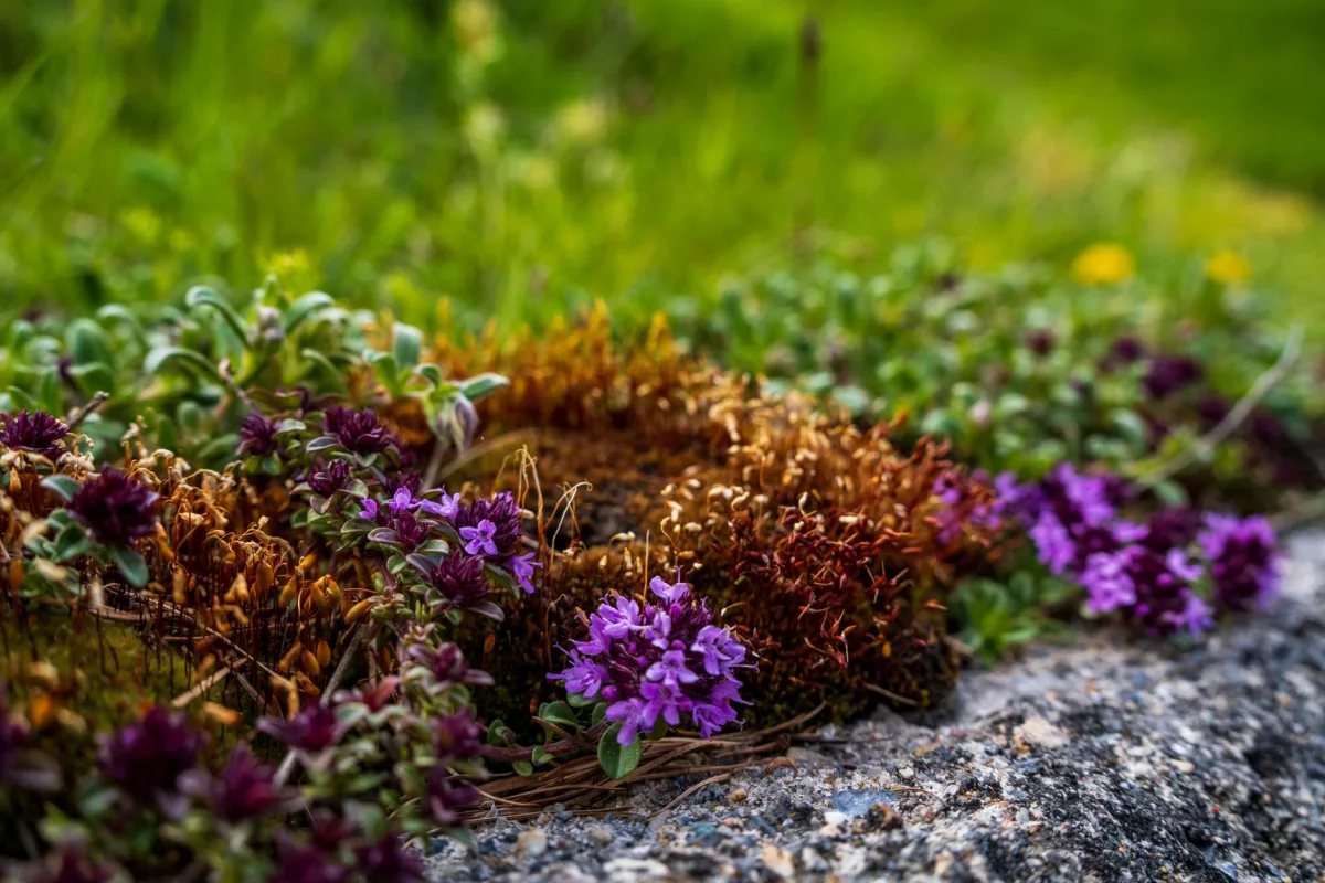 Flowering creeping thyme groundcover spreading low across garden soil