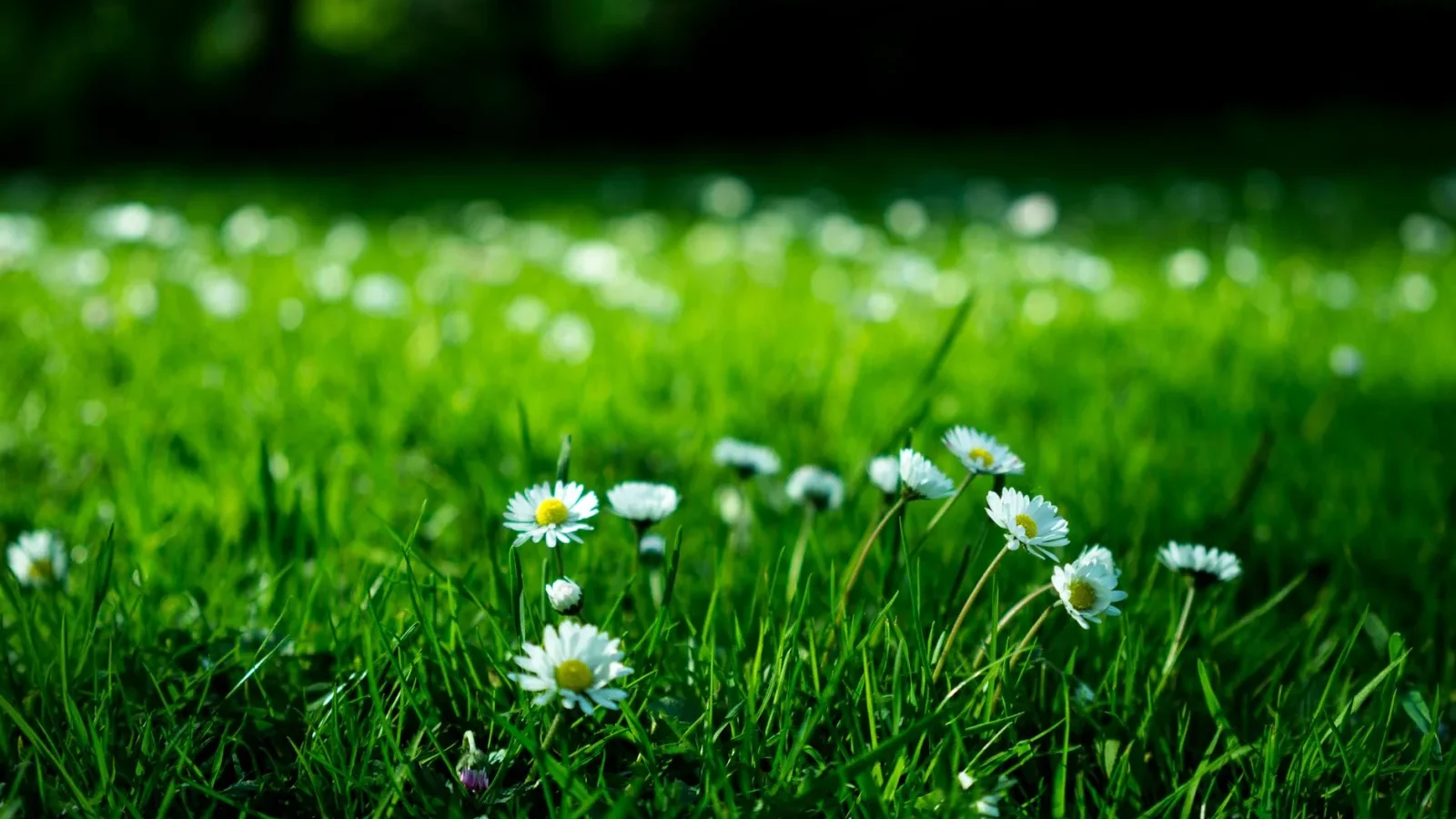 Sunny backyard lawn with wildflowers growing over a septic drain field