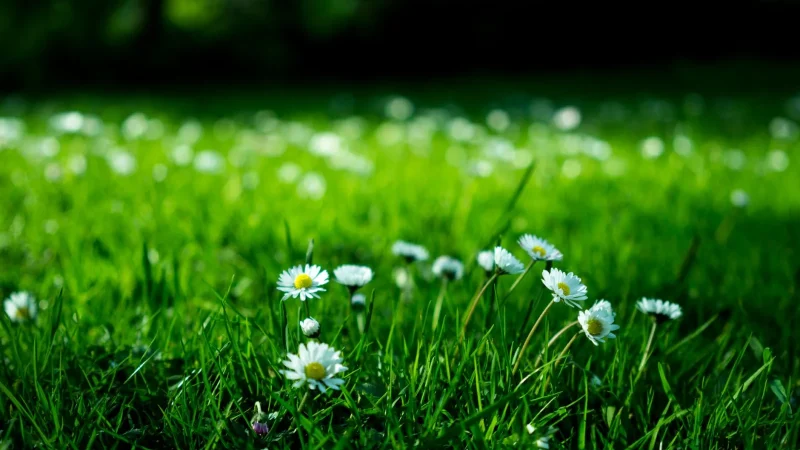 8 Best Plants to Grow Over a Septic Drain Field