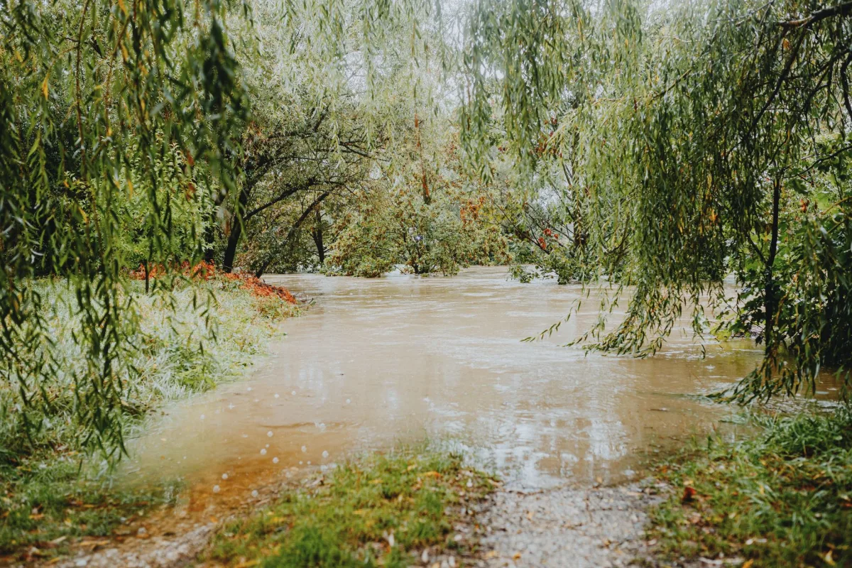 Standing water pooling on a soggy grass lawn after heavy rain