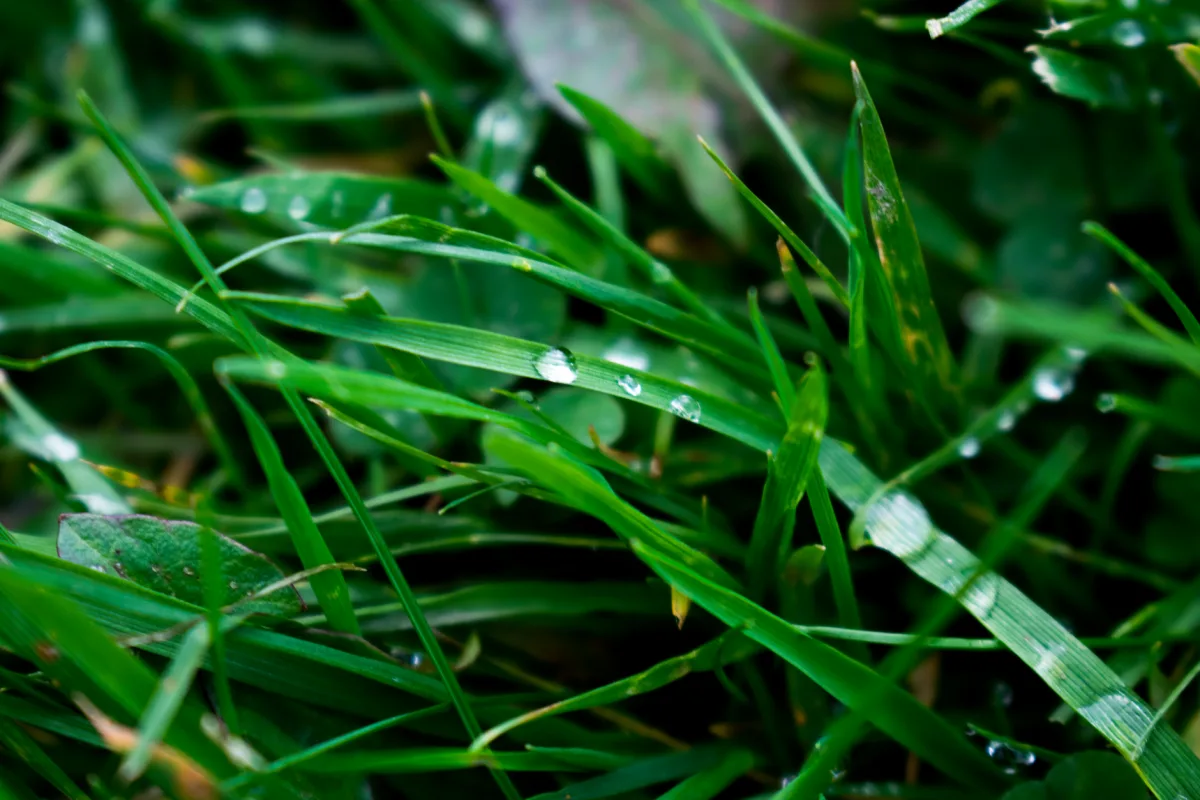 Homeowner boot pressing into soggy grass over a saturated septic drain field