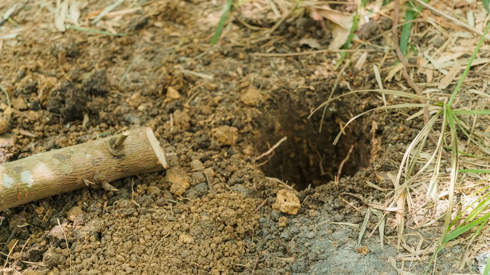 Excavated septic drain field trenches with perforated pipe and gravel in a yard