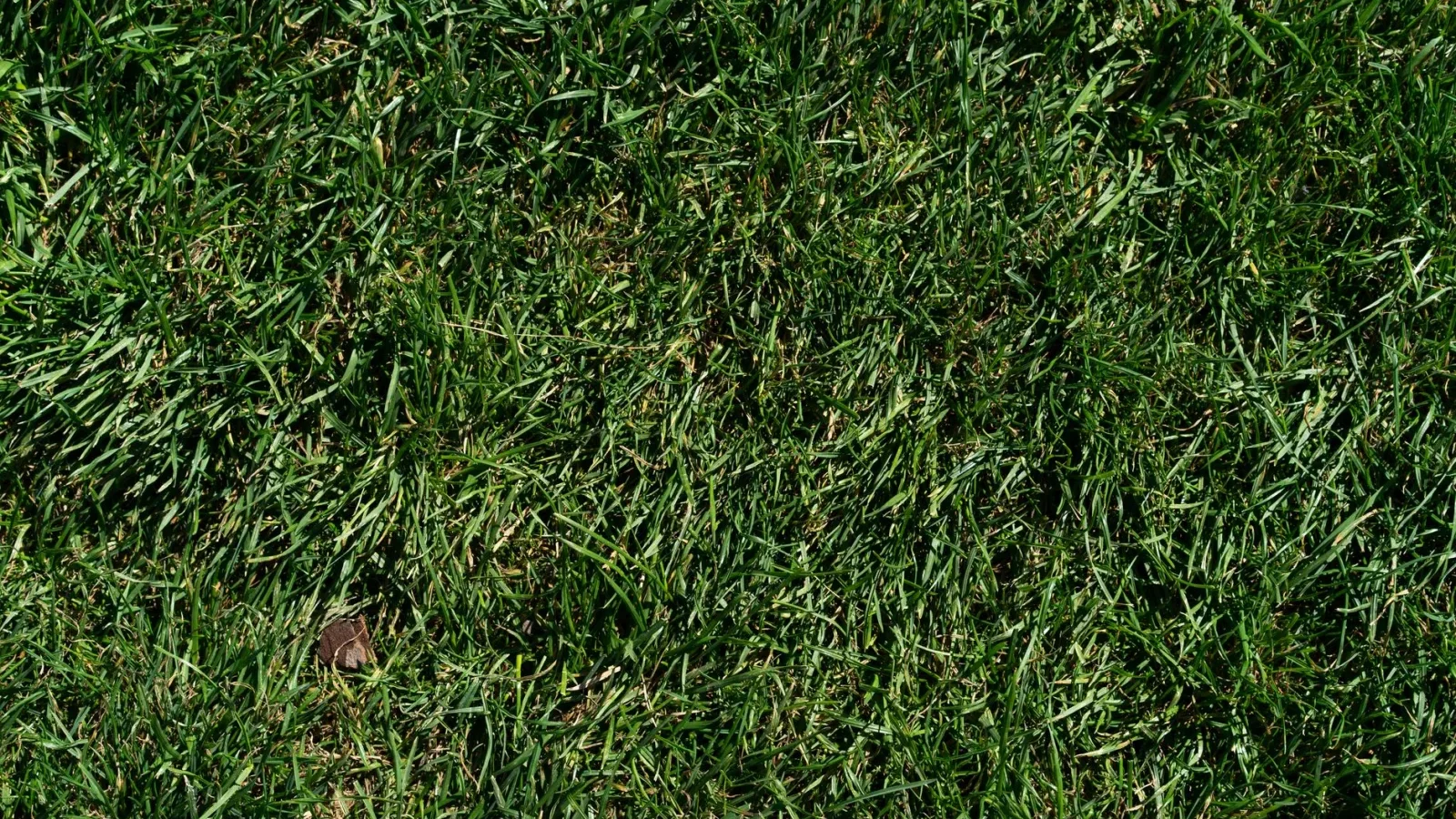 Healthy green lawn over a residential septic drain field on a sunny day