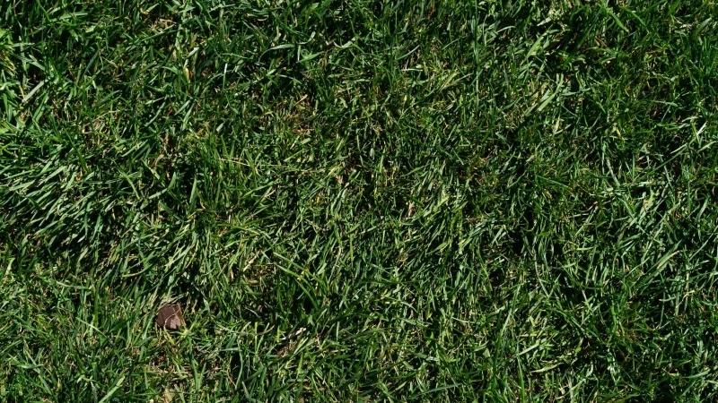 How I Extended My Drain Field’s Life by Years
