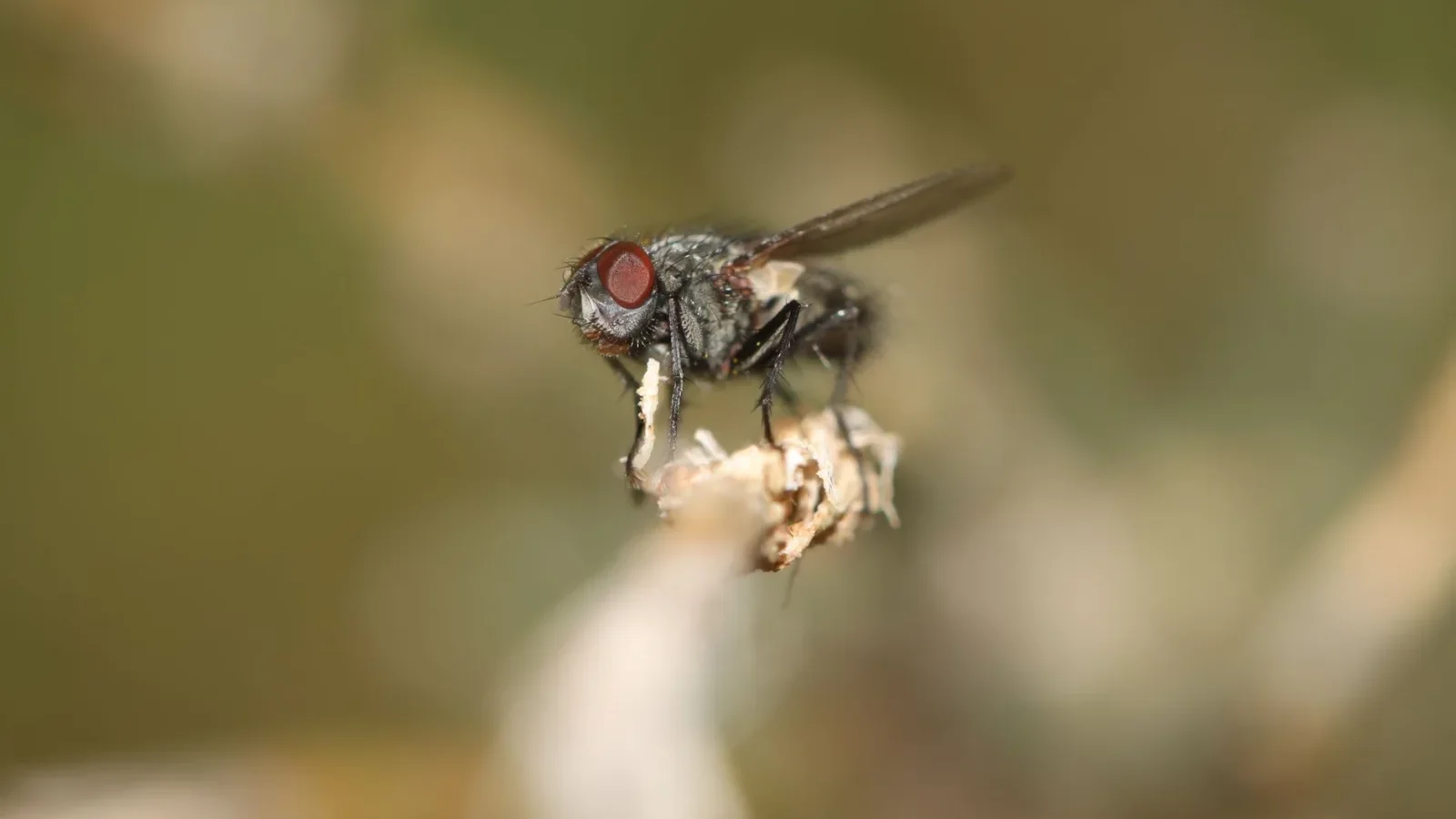 Close view of a small fuzzy drain fly resting on a white surface