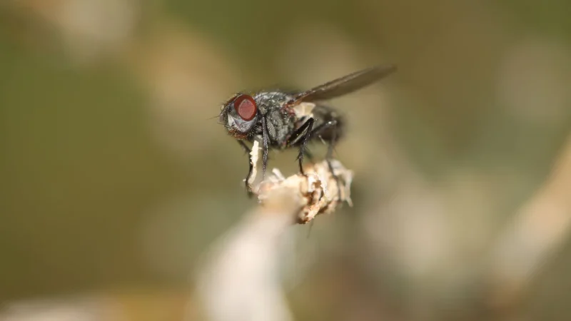 How to Get Rid of Septic Drain Flies