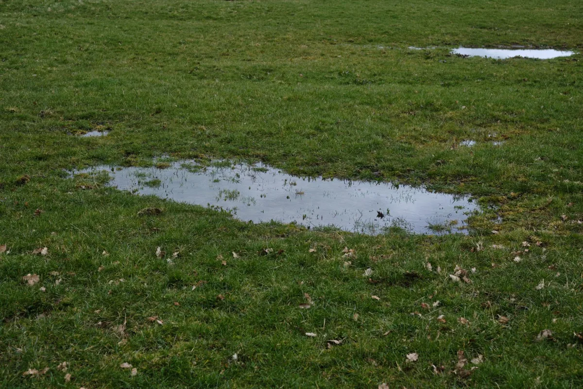 Soggy green patch of grass over a septic drain field showing possible surfacing water