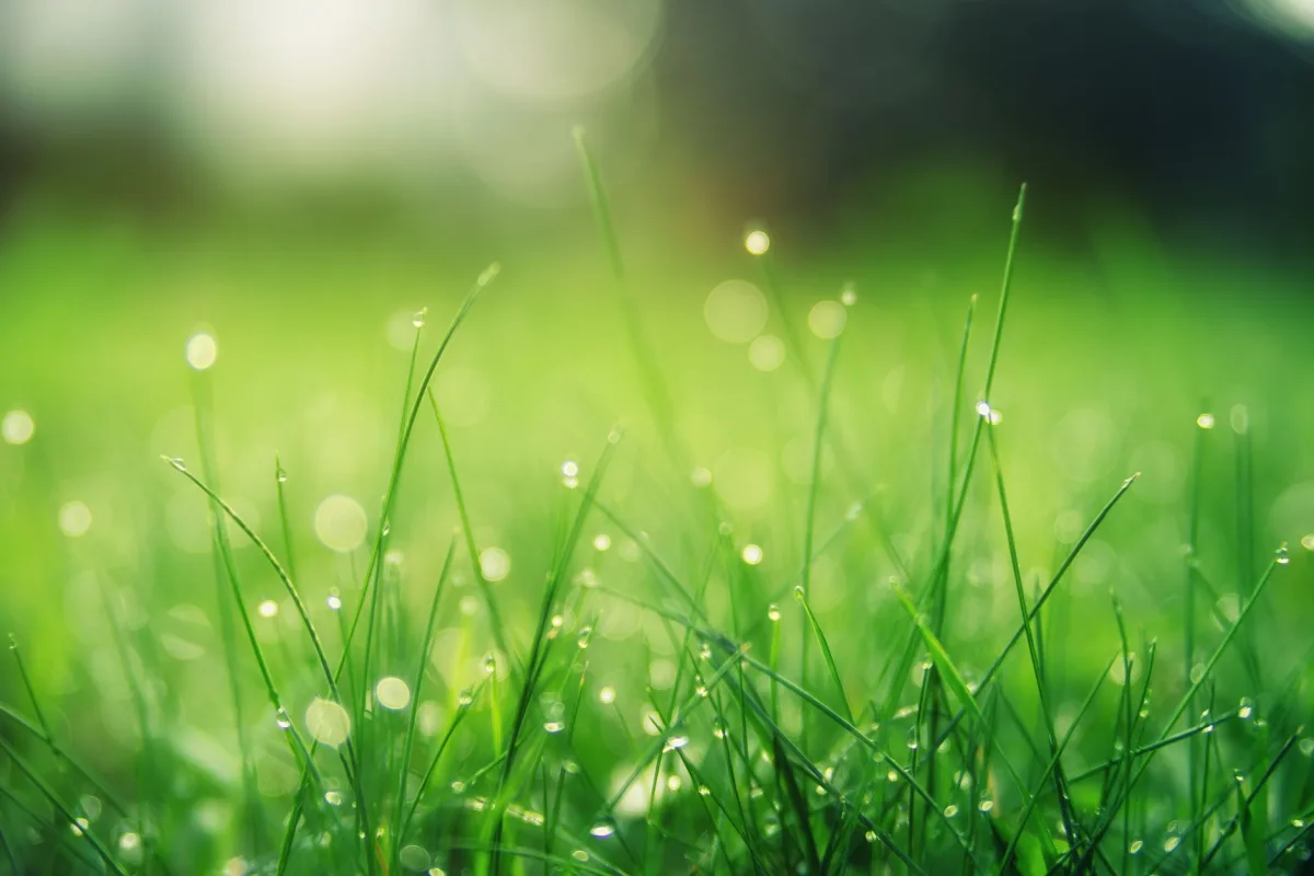 Soggy green patch of grass over a residential septic drain field