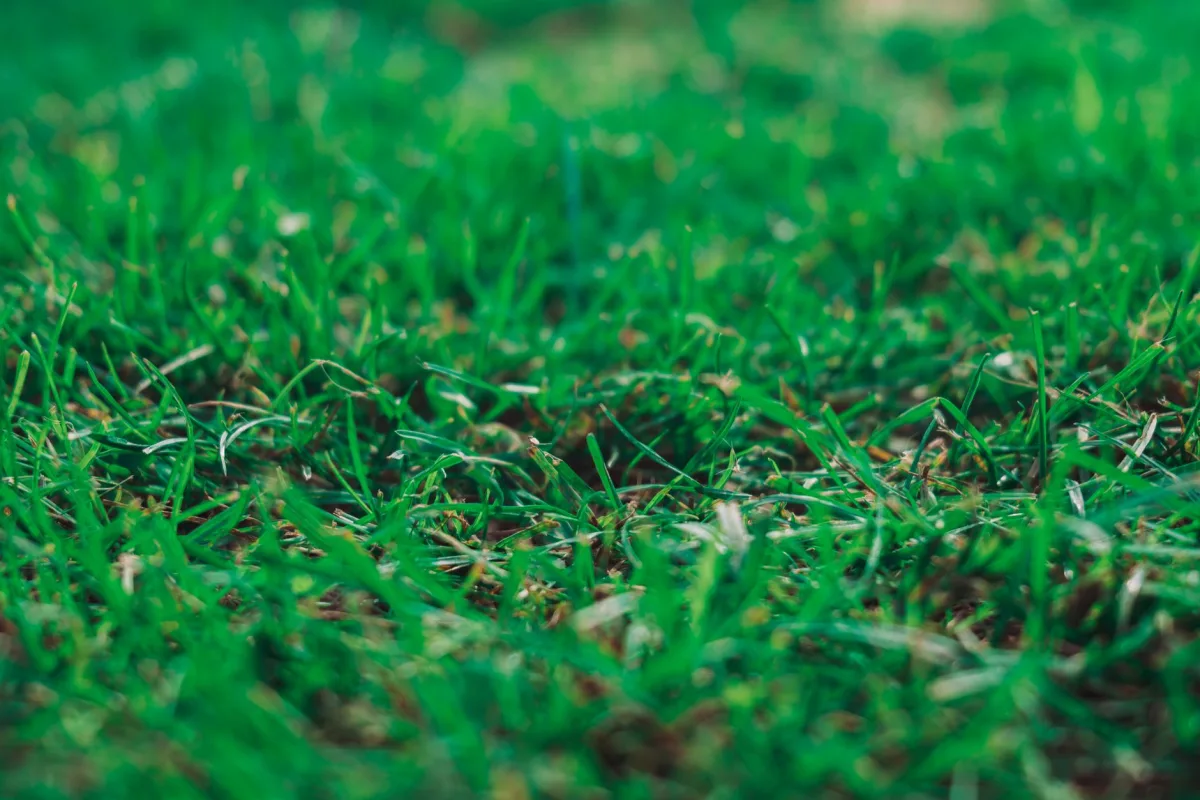 Open green lawn with no trees or structures over a septic drain field area
