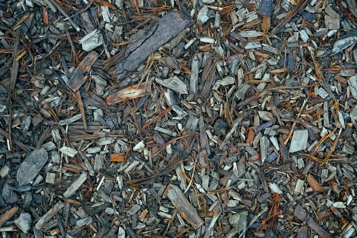 Thick layer of straw mulch spread over ground to insulate against frost