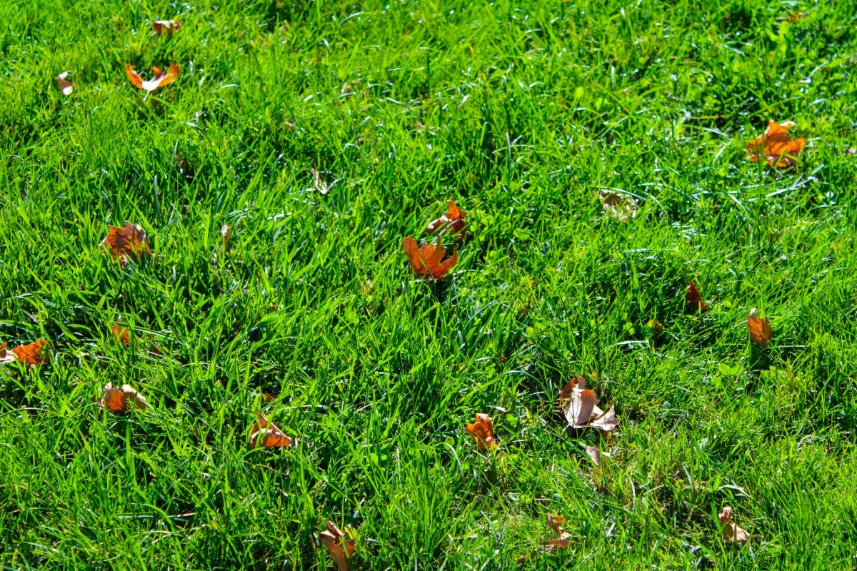 Standing water and soggy grass over a failing septic drain field