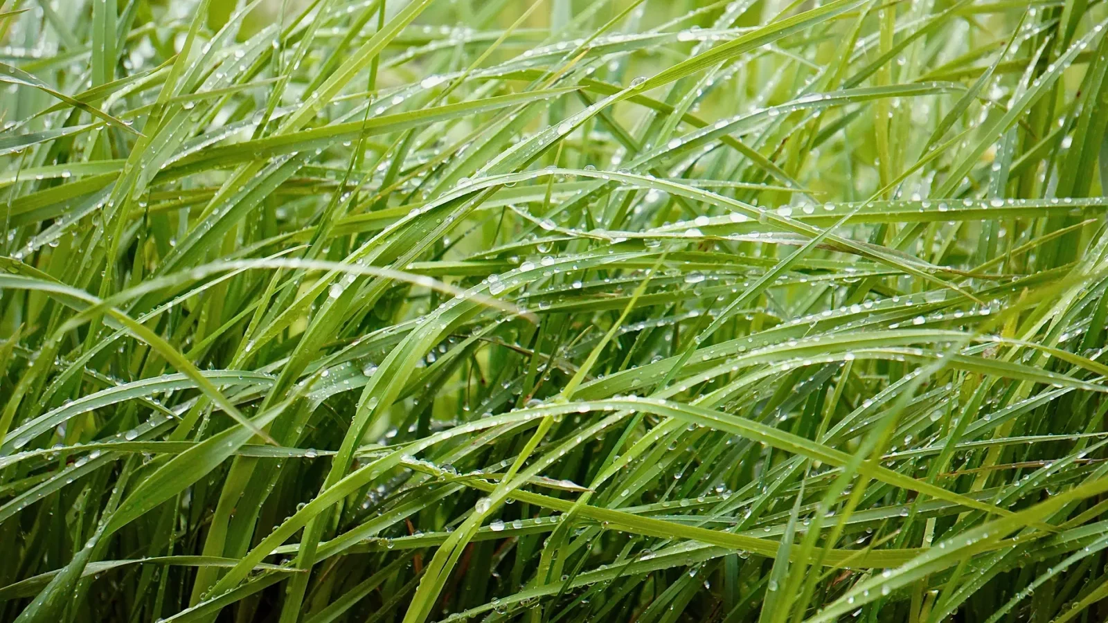 Soggy wet patch on a backyard lawn over a failing septic drain field