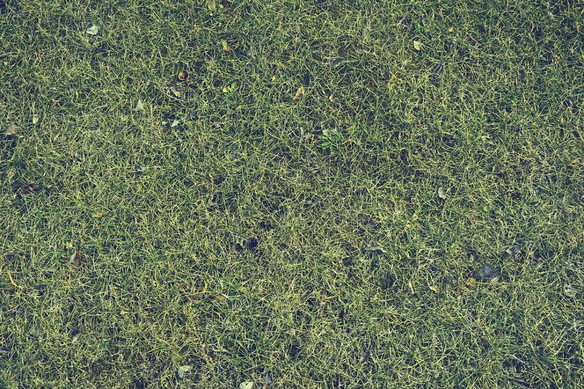 Healthy green lawn over a septic drain field protected from heavy loads