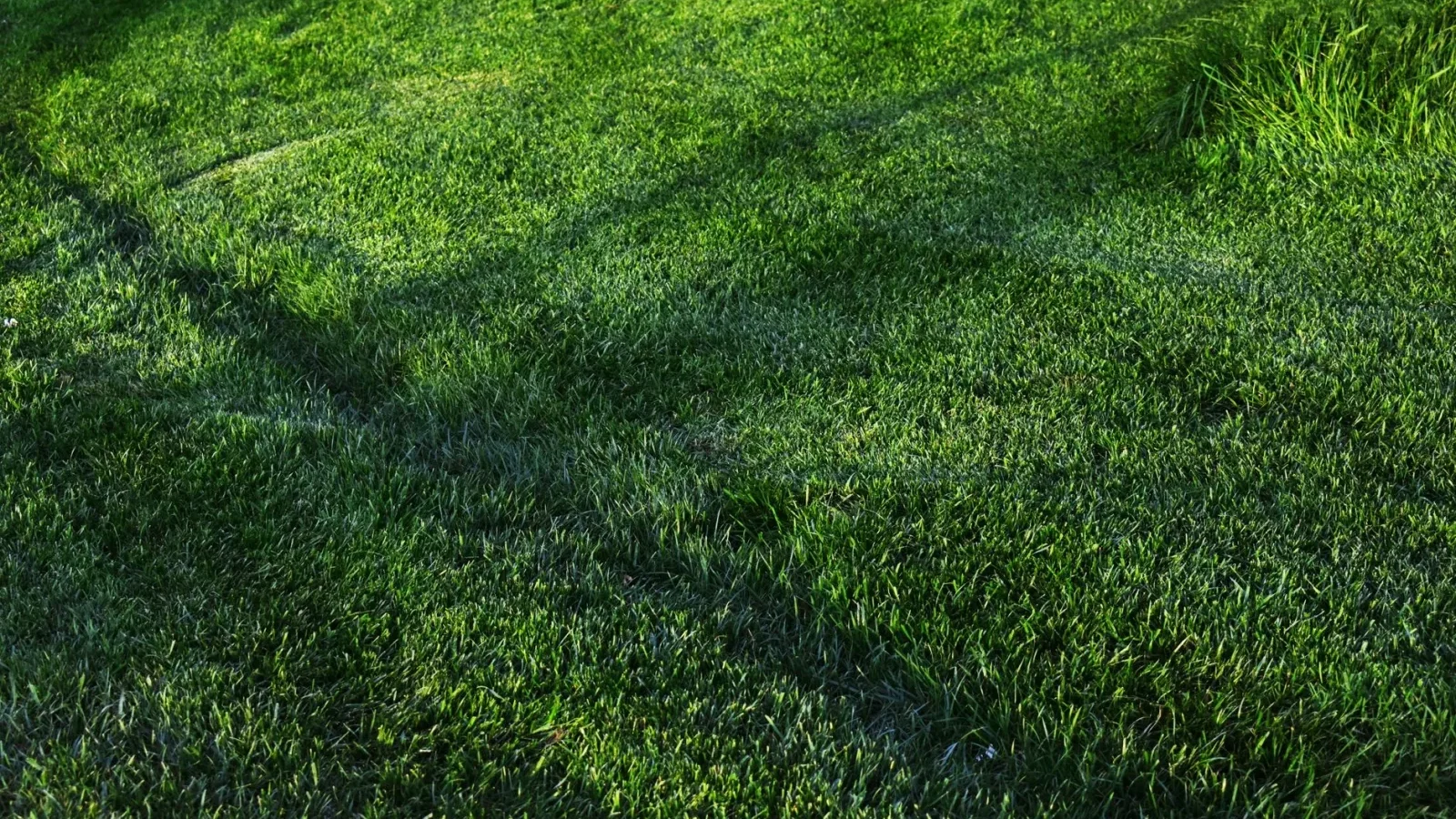 Backyard lawn over a residential septic system with a marked access lid
