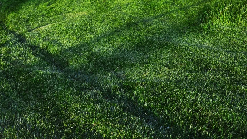 8 Septic System Basics New Owners Get Wrong