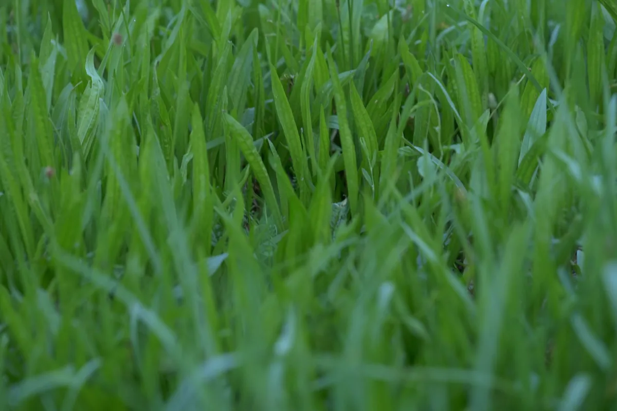 Soggy, waterlogged patch of lawn signaling a possible failing septic drain field
