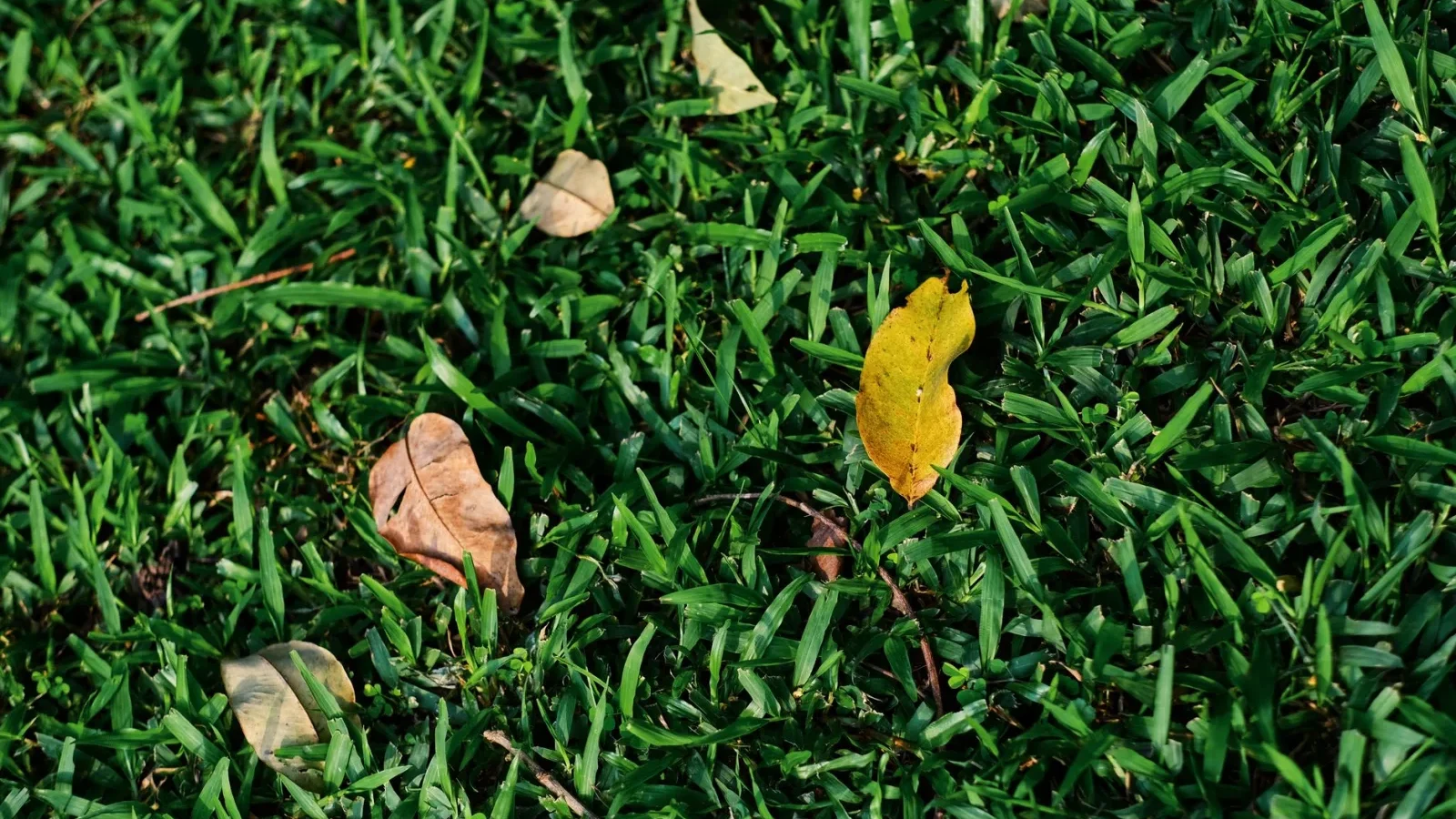 Soggy patch of unusually green grass over a failing septic drain field