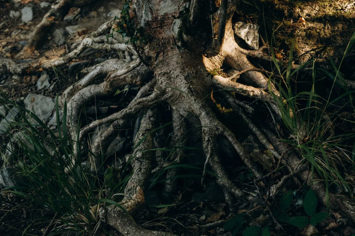 Tree roots growing into a cracked underground drainage pipe