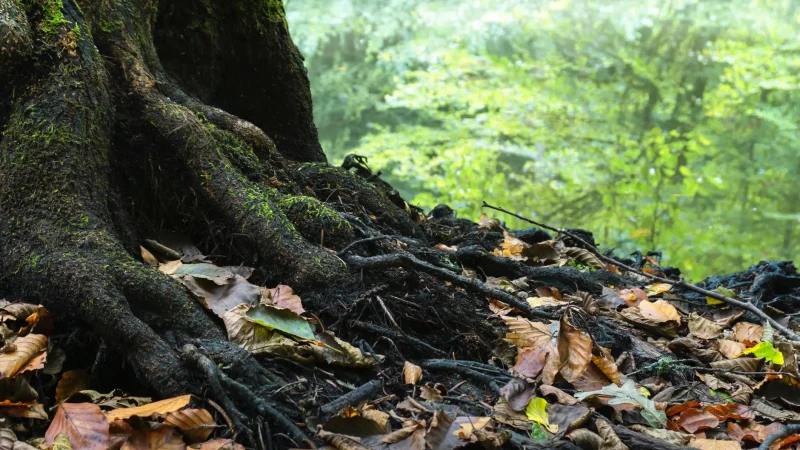 Tree Roots in Your Septic System: A Deep Dive