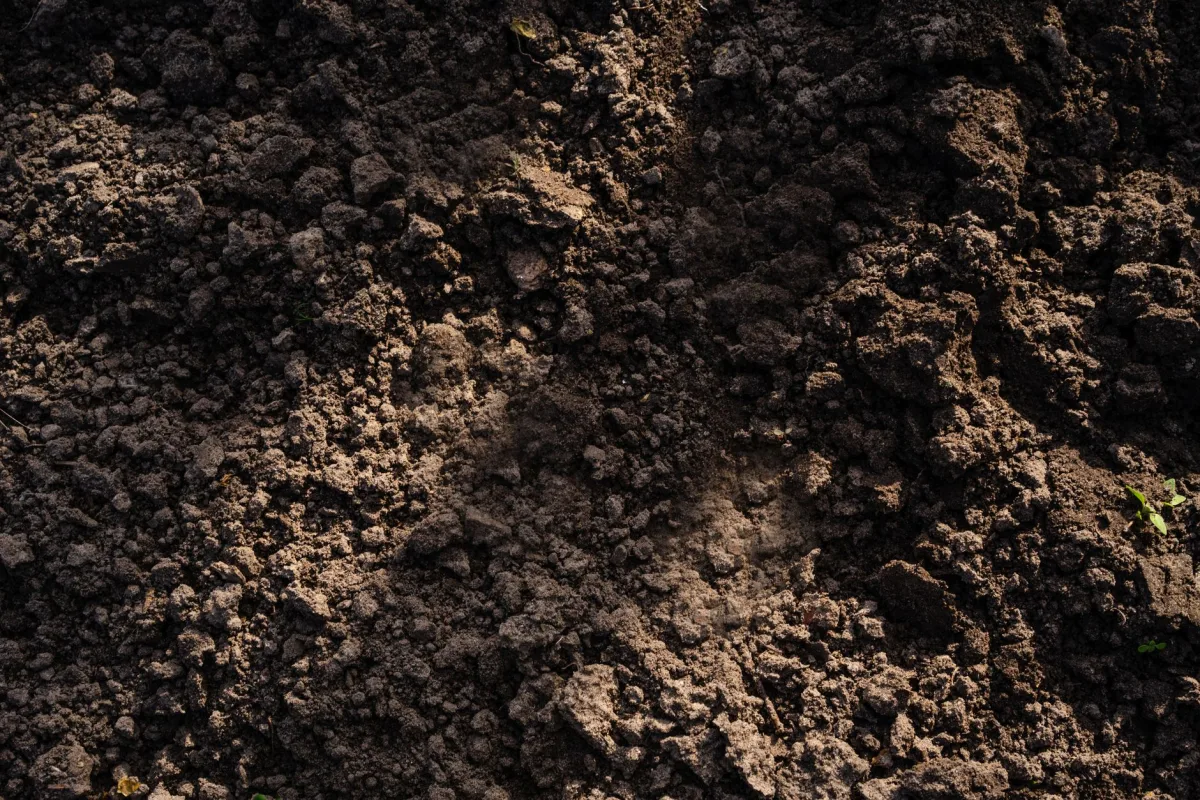 Dark slimy bacterial layer along the bottom of a drain field trench